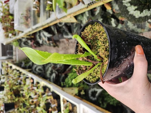 商品一覧 - Y's Exotics （山田食虫植物農園）