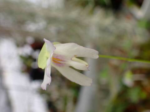 P745 1-4 U. asplundii CK