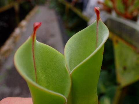 ヘリアンフォラ3点セット みょん 楽天市場】食虫植物 ヘリアンフォラ