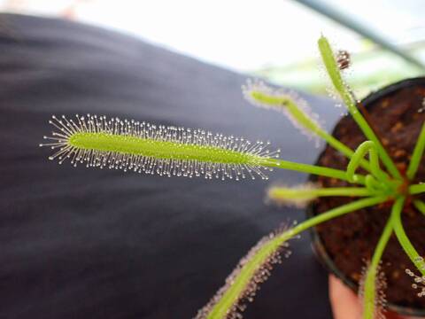 Y150 4-1 D. capensis alba x crested nature Y's