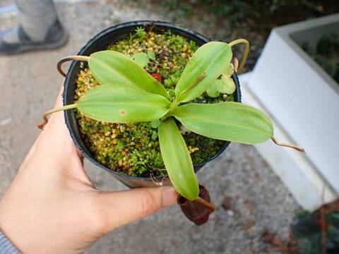 E219 1-2 #BBB N. (spathulata x aristolochioides x (lowii x ventricosa) EP
