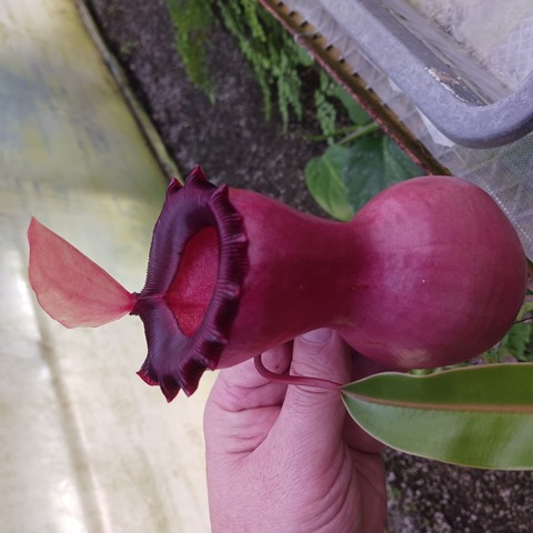 ぺんぺす ぺんてる 蛍光ペン 専用インキカートリッジ XSLR3-P ピンク