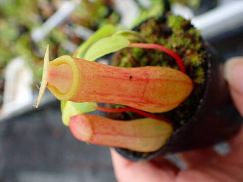 P468 5-3 N. ventricosa-red seedling Y's