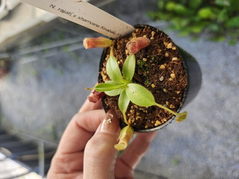 Y's Lab – Deflasked Plants（培養瓶出し苗）の商品一覧 | Y's Exotics