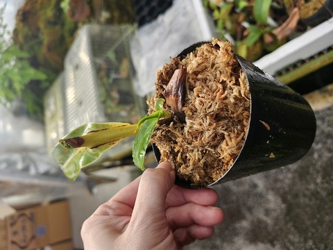 商品一覧 - Y's Exotics （山田食虫植物農園）