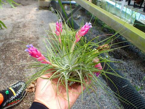 商品一覧 - Y's Exotics （山田食虫植物農園）