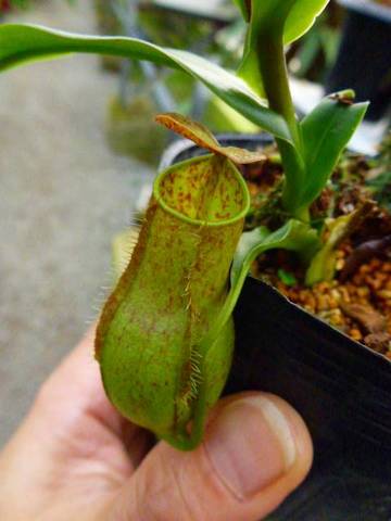 Nepenthes（ネペンテス/ウツボカズラ）の商品一覧 | Y's Exotics