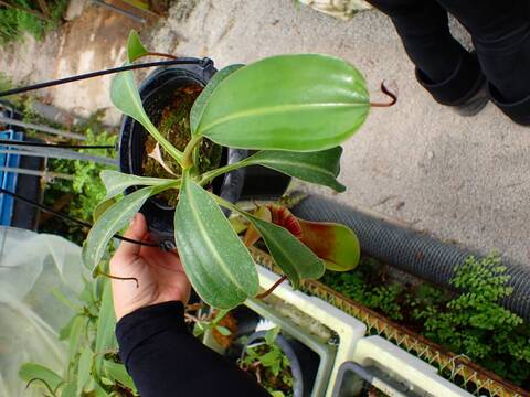 E557 1-2 N. ventricosa (N14, Liberec Botanical Garden) x lowii konan