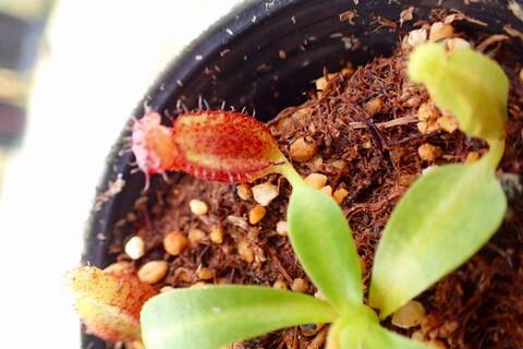 中古良品 ネペンロア ティート 検)ネペン チョップロア チョップマン