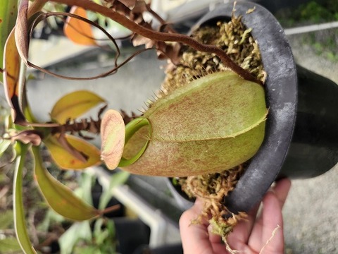 Nepenthes Species（ネペンテス原種）の商品一覧 | Y's Exotics （山田