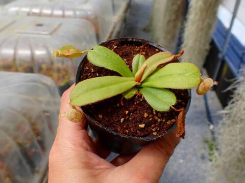 商品一覧 - Y's Exotics （山田食虫植物農園）