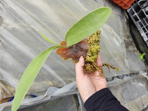商品一覧 - Y's Exotics （山田食虫植物農園）
