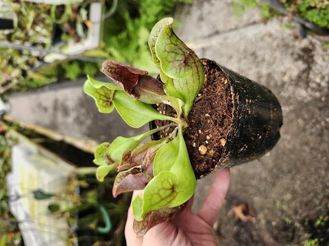 Sarracenia Species（サラセニア原種）の商品一覧 | Y's Exotics