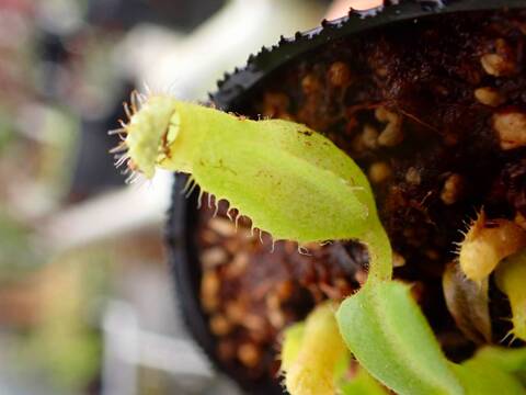 商品一覧 - Y's Exotics （山田食虫植物農園）