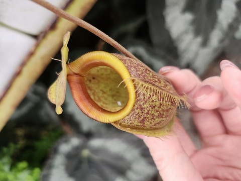 商品一覧 - Y's Exotics （山田食虫植物農園）