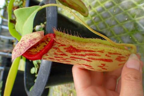 ゆうゆうネペンテス・ミランダ Nepenthes（ネペンテス/ウツボカズラ）の商品一覧 | Y's Exotics
