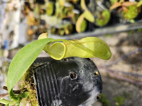 Nepenthes（ネペンテス/ウツボカズラ）の商品一覧 | Y's Exotics