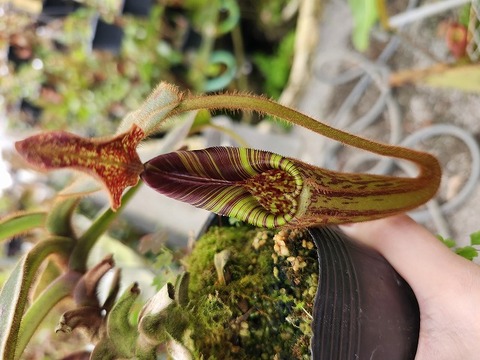 商品一覧 - Y's Exotics （山田食虫植物農園）