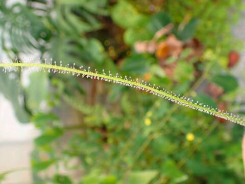 Y245 5-2 D. filformis var. filformis