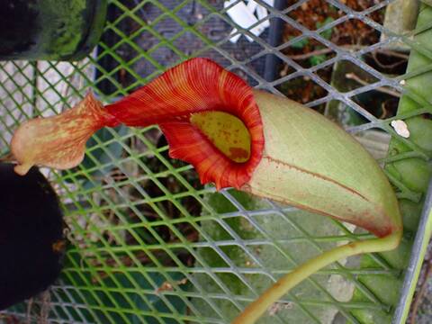 高級品種　超稀少種　インドネシア多肉　プリンス錦　5セット　速達付 高級品種 超稀少種 インドネシア多肉 プリンス錦 5セット 速達付