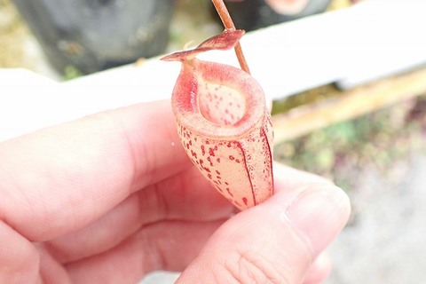 Nepenthes（ネペンテス/ウツボカズラ）の商品一覧 | Y's Exotics （山田食虫植物農園）