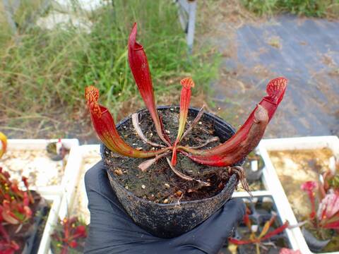 R129 S. `Melanorhoda' {(flava x purpurea) x purpurea} TF