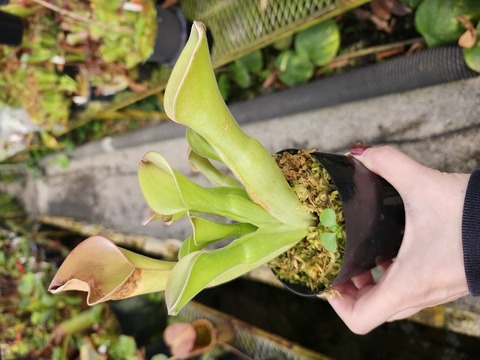 商品一覧 - Y's Exotics （山田食虫植物農園）