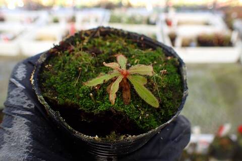 商品一覧 - Y's Exotics （山田食虫植物農園）