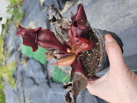 Y's Exotics （山田食虫植物農園）