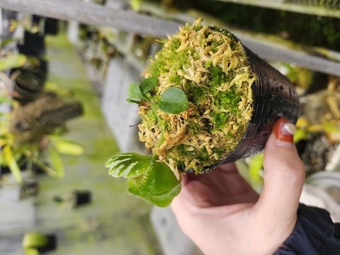 商品一覧 - Y's Exotics （山田食虫植物農園）