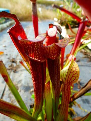 Sarracenia（サラセニア）の商品一覧 | Y's Exotics （山田食虫植物農園）