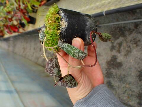 J112 5-3 Dischidia imbricata philippine