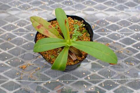 ゆうゆうネペンテス・ミランダ Nepenthes（ネペンテス/ウツボカズラ）の商品一覧 | Y's Exotics
