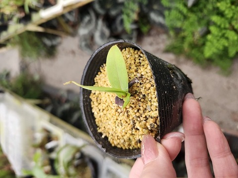 Y410 1-2 N. tentaculata Santubong 800m