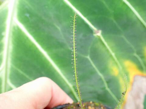 Y634 3-1 D. filformis (all red)