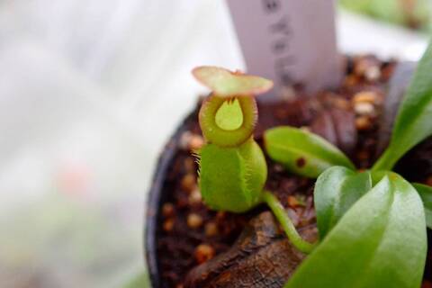 蝦夷鹿角 Y字部 200-270mm 蝦夷鹿角 Y字部 200-270mm