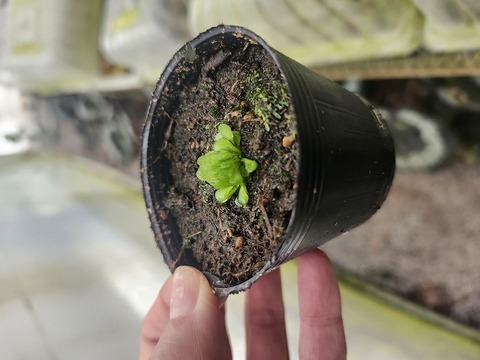 Y876 1-4 G. aurea {Itacambira, northern MG, Brazil}[BCP ID# G005]