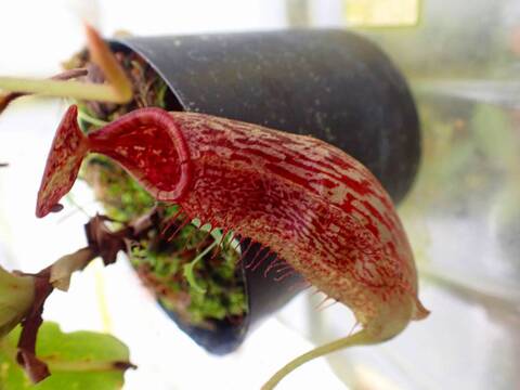 Y's Exotics （山田食虫植物農園）