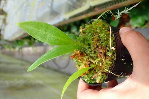 Utricularia（ウトリキュラリア/ミミカキグサ・タヌキモ）の商品