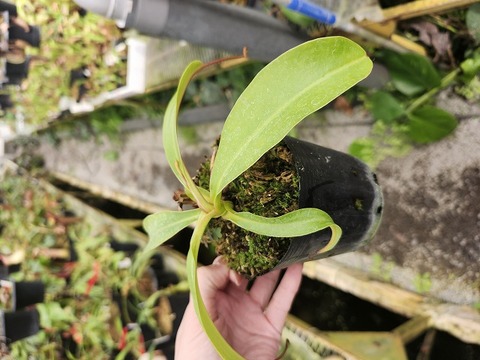G830 1-2 N. (sibuyanensis x xtrusmadiensis) EP