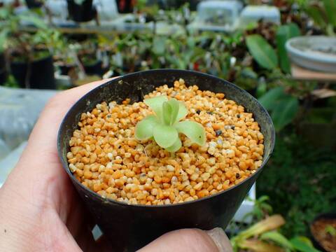 E615 1-2 P. laueana {narrow flower} [BCP ID# P2194] BCP