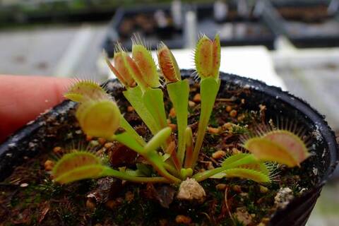 Dionaea muscipula（ディオネア/ハエトリソウ）の商品一覧