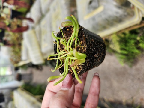 ダーリングトニア・カリフォルニカ・Darlingtonia californica