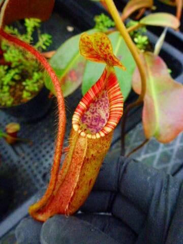 Nepenthes（ネペンテス/ウツボカズラ）の商品一覧 | Y's Exotics （山田食虫植物農園）