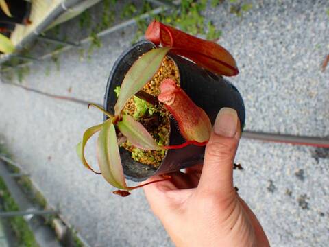 Catopsis morreniana giant form 食虫植物 商品一覧 - Y's Exotics （山田食虫植物農園）