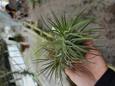 P660 3-1 T. ionantha Rubra Large TI