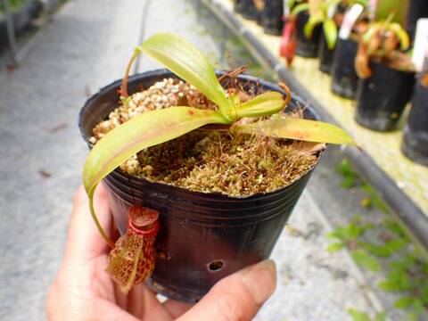 J260 5-3 N. ventricosa x maxima 一正園