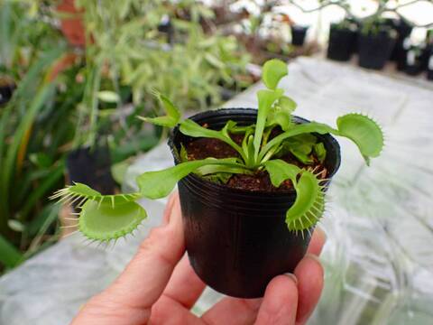 Y164 3-2 Dionaea muscipula B52 Y's Lab