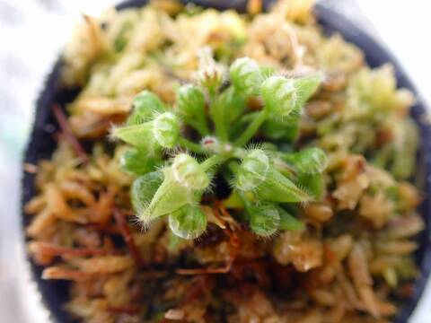 G082 5-2 [YA-30] Cephalotus follicularis Giant Y's Lab