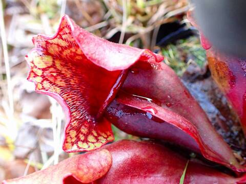 商品一覧 - Y's Exotics （山田食虫植物農園）